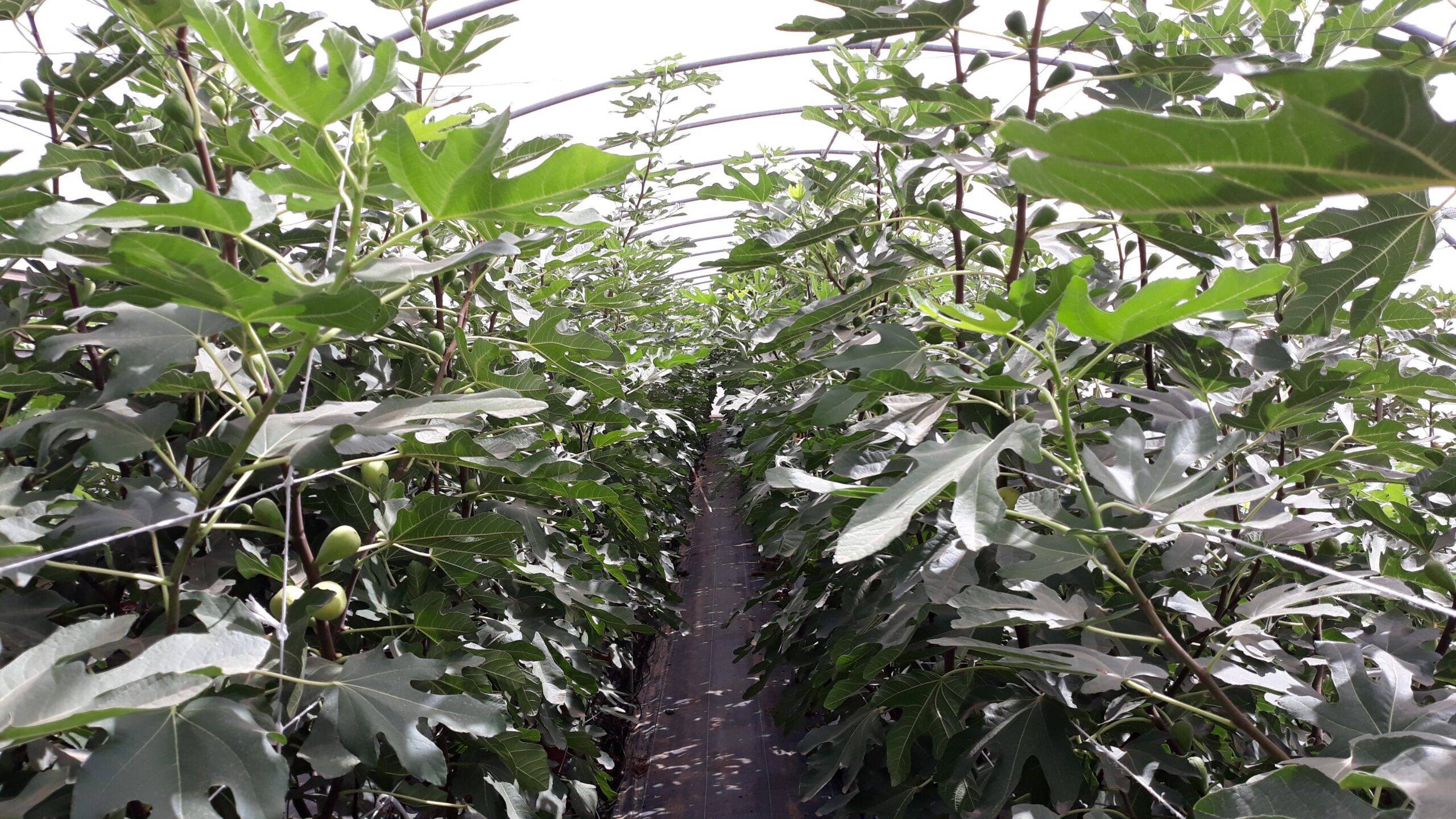 Higuera Dalmatie septiembre panorámica|Frambuesa|Poda higueras